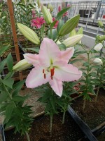 [4608 VZ W09 0607-01 No01.JPG]